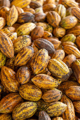 Cacao fruit, raw cacao beans and Cocoa pod background