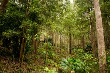 Trees at Royal National Park, Sydney