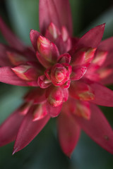 Fototapeta premium Bromeliads