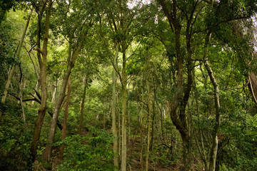 Trees at Royal National Park