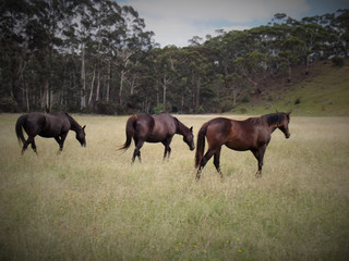Horses in paddock at Nerriga, NSW, Australia