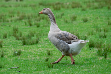 Running goose at Royal National Park