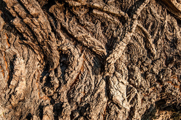 Bark texture.