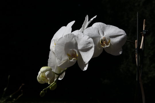 Orchid, Orchidee, Orchidaceae, weiß, schwarz