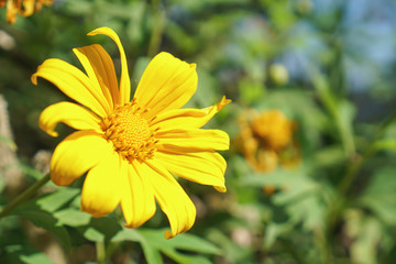 Close up Tree marigold or Maxican Sunflower use for nature background