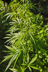 Green fresh marijuana leaves pattern