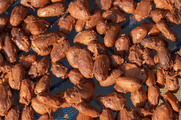 Drying raw Cocoa beans in the agricultural industry