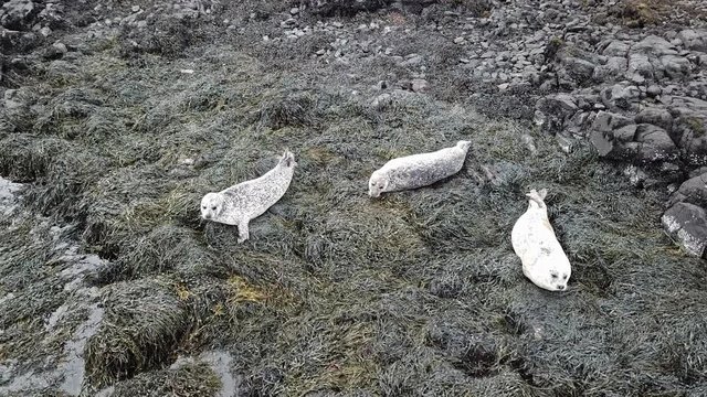 Aerial view of seal colony in Scotland - UK