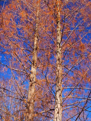 冬のメタセコイア