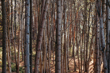 trees in forest. texture. background