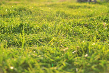 Spring or summer nature background. Grass with dew on a sunny morning. Defocus bokeh effect.