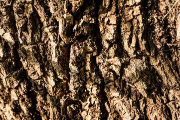 Bark texture