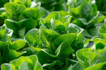 Fresh Butterhead lettuce leaves, Salads vegetable hydroponics farm