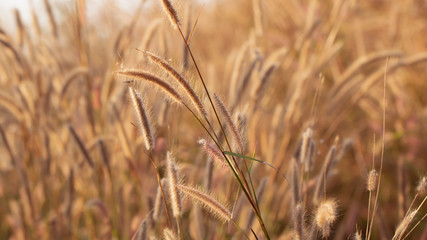 Colorful flowers grass made with gradient for background,Abstract,texture,Soft and Blurred style.postcard.