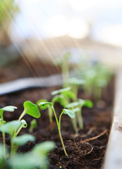 Young seedlings close-up. A bed in a greenhouse lit by sunlight.