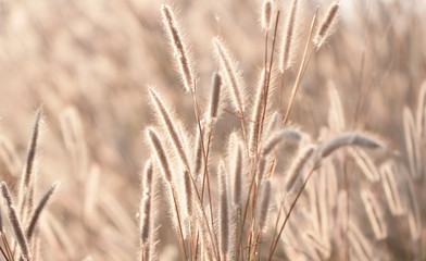 Fototapeta premium Colorful flowers grass made with gradient for background,Abstract,texture,Soft and Blurred style.postcard.