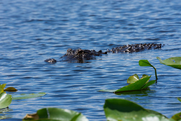 beautiful Aligator in Everglades, Florida