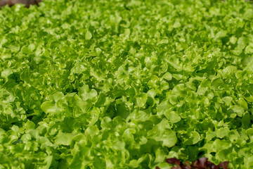Fresh Green Oak lettuce leaves, Salads vegetable hydroponics farm