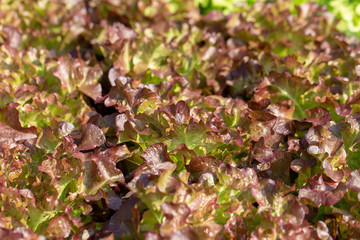 Fresh Red Oak lettuce leaves, Salads vegetable hydroponics farm