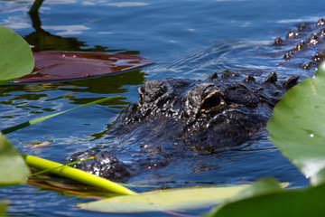 beautiful Aligator in Everglades, Florida