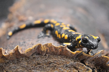 Salamander