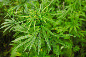 Green fresh marijuana leaves pattern