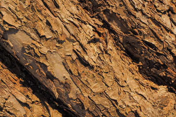 Abstract patterns of apple tree bark