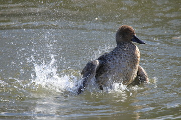 水しぶきを上げるオナガガモ（オス）　Northern Pintail