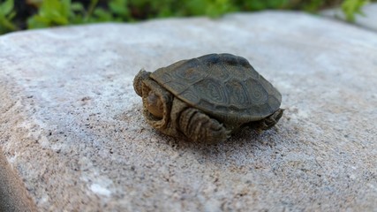 Small turtle