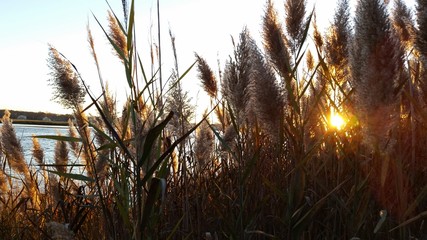 grass and sky