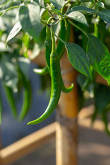 Ripe Green chilli on a tree, Green chilies grows in the garden