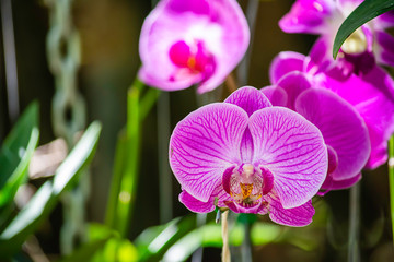 Beautiful pink Orchid in the garden.