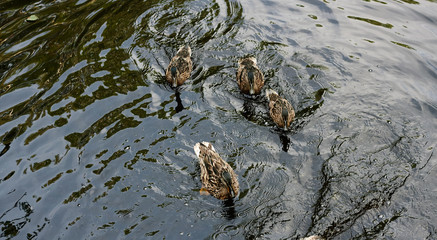 four river mallards floating on the lake