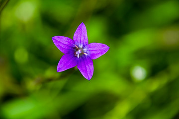 bell spreading campanula purple flower macro