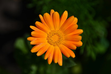 calendula officinalis marigold  orange flower macro