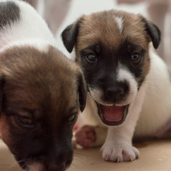 Kids puppies, purebred fox terriers, yawns