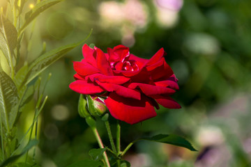 beautiful rose red grows  in the glare of light