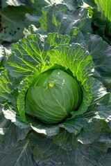 Fresh cabbage from farm field, cabbage in the garden