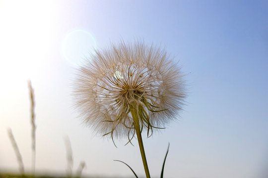 .the big dandelion plant in the sky in the glare of light © andRiU