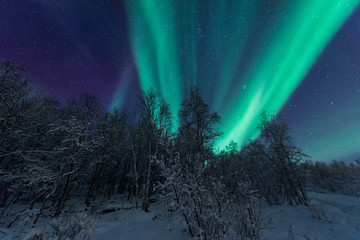 The polar arctic Northern lights aurora borealis sky star in Scandinavia Norway Tromso in the farm winter forest  snow mountains 