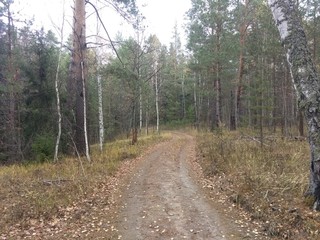 road in the forest