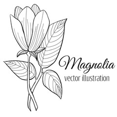 Magnolia flower illustration