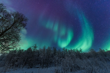 The polar arctic Northern lights aurora borealis sky star in Scandinavia Norway Tromso in the farm winter forest  snow mountains 