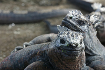 Two Galapagos Marine Iguanas