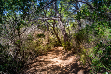 Fototapeta na wymiar Walking paths of Porquerolles island, Cote d'Azur, France