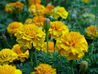 yellow flowers in the garden, flowerbed close-up