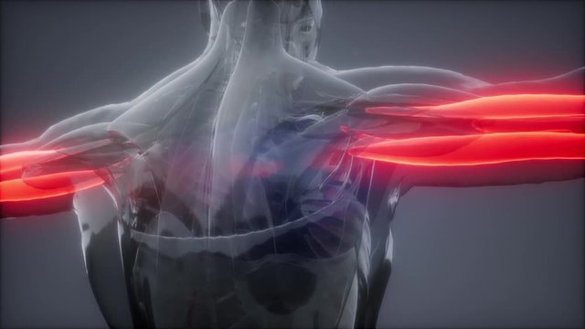 triceps - Visible muscle anatomy map