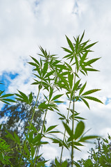 Young leaves of marijuana on sky background