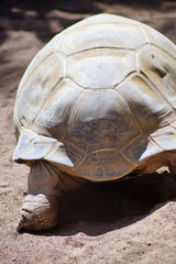 Riesenschildkröte von hinten