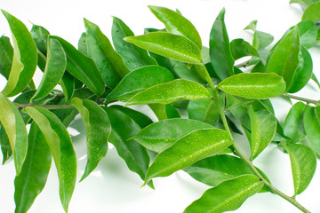 Unusual edible plant Pereskia aculeata, called in Brazil as ora-pro-nóbis in white background